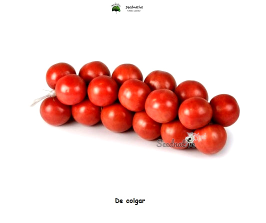 Tomate De colgar - 100 semillas