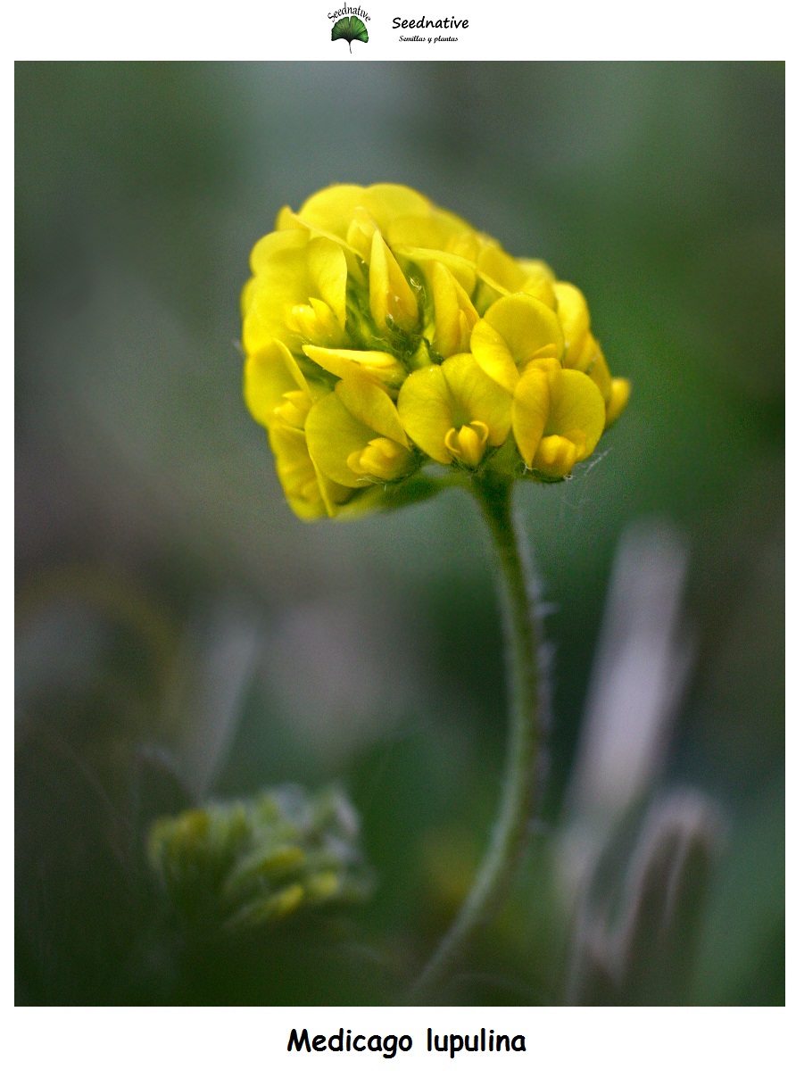 Medicago lupulina - Mielga negra - 10000 semillas