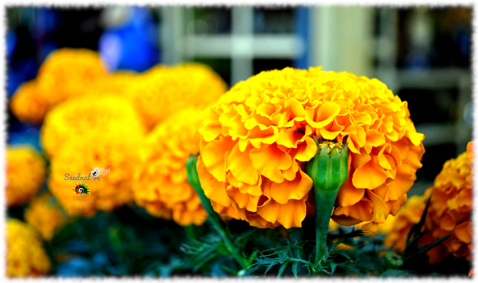 Tagetes erecta - Clavelón - 500 semillas 