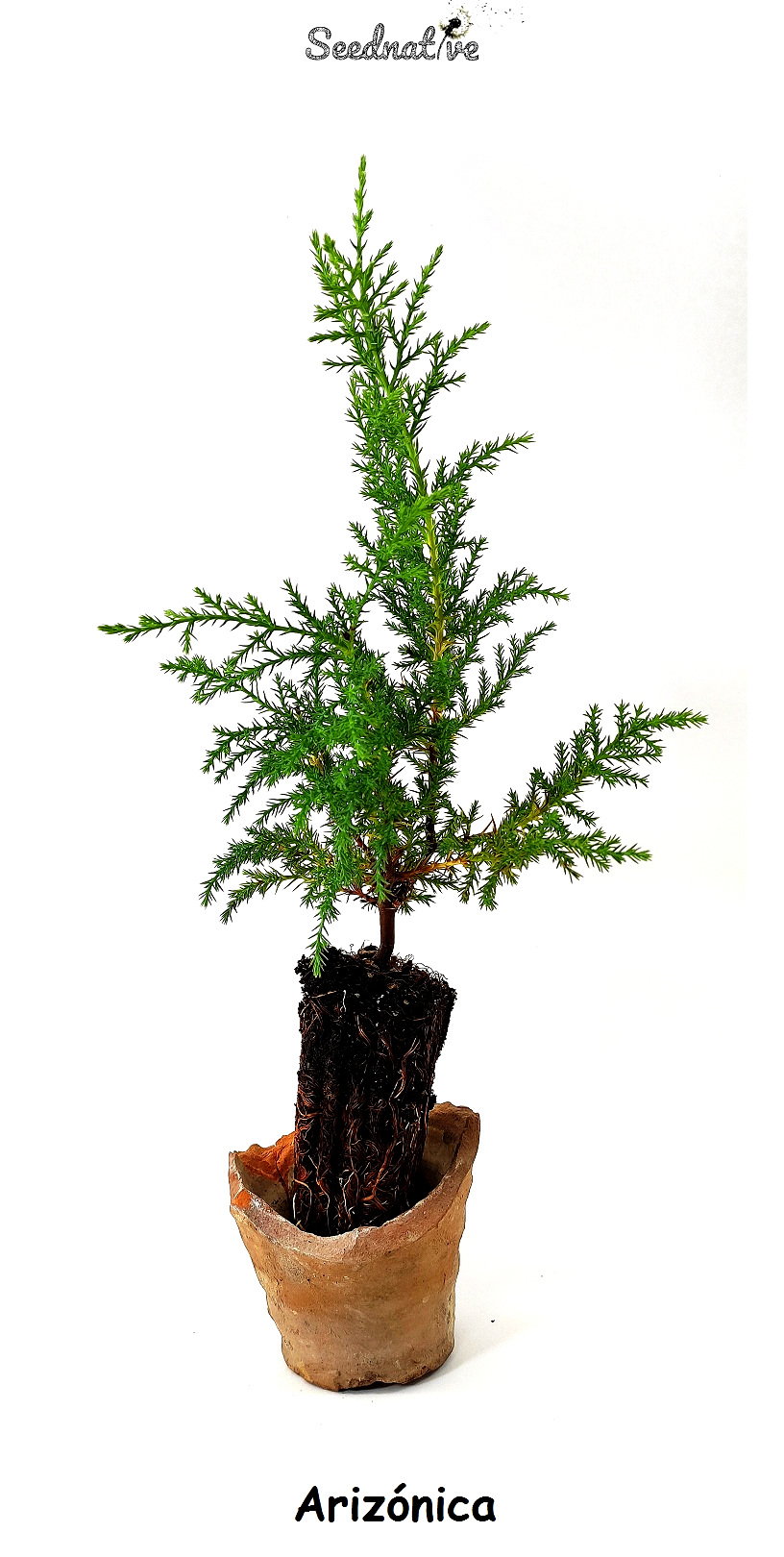 Planta de Cupressus arizonica - Arizónica - 2 años